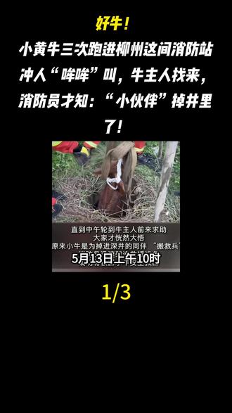 好牛!小黄牛三次跑进柳州这间消防站冲人“哞哞”叫,牛主人找来,消防员才知:“小伙伴”掉井里了!