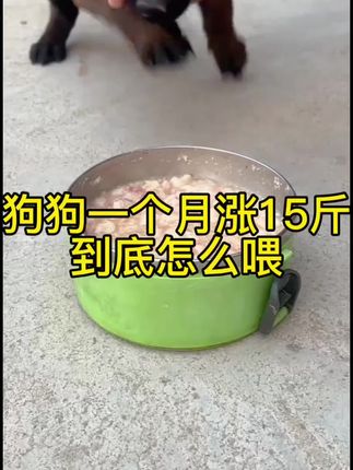 狗狗不挑食食欲好涨的快骨架增大体质强只需要五天时间,养狗先养肠是每个养狗人都应该知道的#科学养宠攻略 #养狗经验分享 #狗狗挑食 #肉狗养殖 #自繁自养