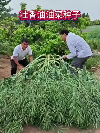 壮香油油菜品种,茎秆粗壮,分裂多,结荚多,籽粒饱滿,出油率高#油菜种植 #乡村守护人 #我的乡村生活 #超便宜超划算 #农村生活