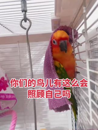 #手养鹦鹉 #鹦鹉日常 #成精的萌宠 #