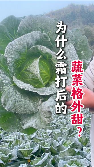 霜打后,为什么有的菜变难吃,有的却更甜了?#霜打菜 #冬季美食 #武夷一方田 #生态农场