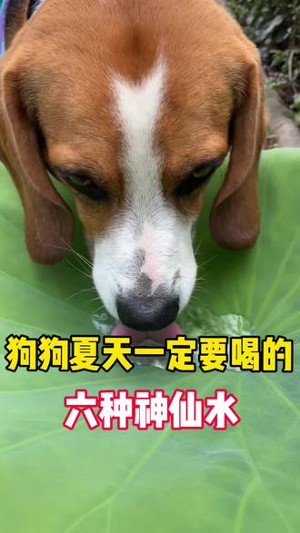 狗狗夏天一定要喝的六种水!#狗狗#新手养狗#养狗经验分享#科学养宠攻略