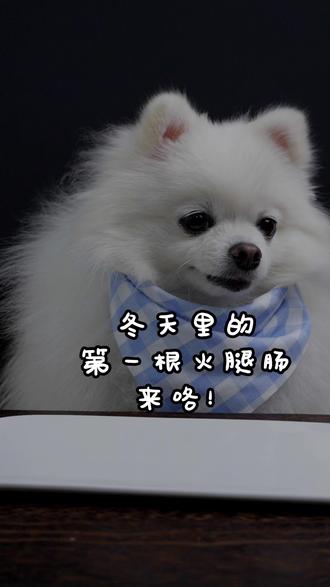 冬天里的第一根火腿肠你家小狗吃了么 谁家小狗扛得住火腿肠的诱惑!