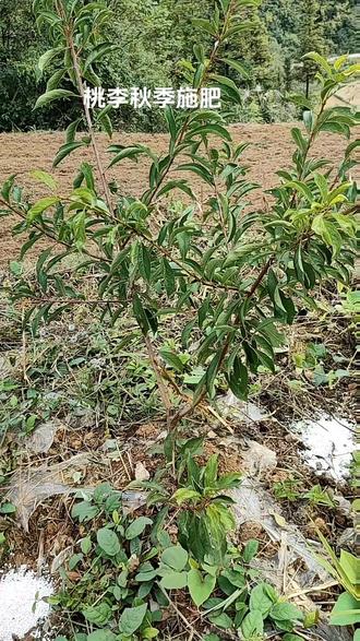 其实施肥是非常简单的事,生草果园可以浅施或者表施,用不着花大力气深施。可用复合肥加有机肥,有条件的可以加中微量元素肥,记住最好在9到10肥完成,关注我分享真实的田间地头好品种#中秋脆李#果树生草栽培#桃李速丰栽培