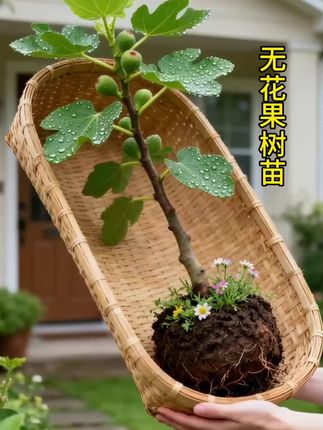 无花果树苗 种植基地现挖现发,盆栽地栽都可以 南方北方都可种植。#三农种植 #果树种植 #果树苗 #无花果树苗 #无花果