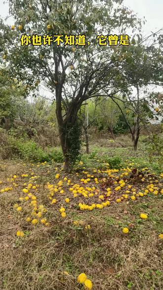 你也许不知道,它曾是爱情的信物。