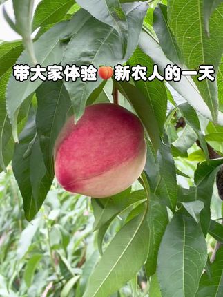 新农人 既要怀揣梦想 也要脚踏实地 愿你不忘初心 归来仍是少年!#新农人 #三农流量扶持计划 #桃子超甜 #香蕉梨太婆梨