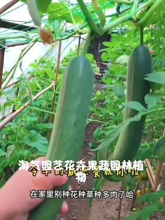 淘器 园艺花卉果蔬园林植物瓜果种植扶植爬藤网