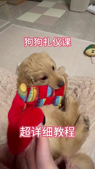 狗狗咬手 咬裤脚 扑人 追动物 | 经验总结 #金毛 #幼犬 #萌宠 #狗狗 #训狗