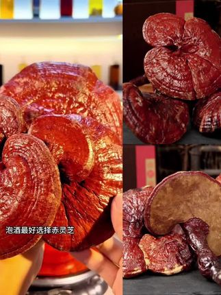 长白山正品赤灵芝野外干货整枝灵芝煲汤炖鸡泡茶泡酒专用东北特产#泡酒