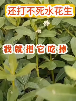 水花生这样除死叶又死根#水花生怎么除 #水花生专杀套餐 #三农种植 #分享农业知识帮农民增产增收