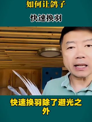 #赛鸽#信鸽#鸽子养殖技术 #养鸽人