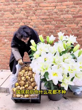 #香水百合种球 种一次年年开花,种球会越长越多,喜欢的花友赶快种起来吧#爱生活爱养花 #阳台养花 #家庭园艺 #绿植盆栽