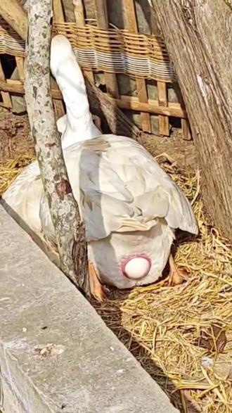 经过我的努力,大鹅终于把蛋下出来了 #萌宠出道计划 #下蛋的时候把蛋塞回去会怎样 #搞笑