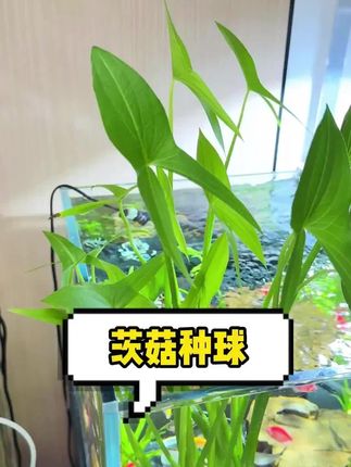 鱼想偷懒不换水?这个神奇的种球就能帮你实现!#养鱼日记 #水培植物 #养鱼