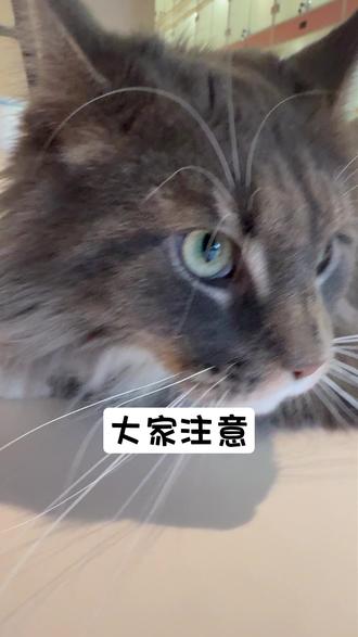 大家注意,互相告知! #猫咪自拍 #愚人节 #四月的第一天 #靓仔
