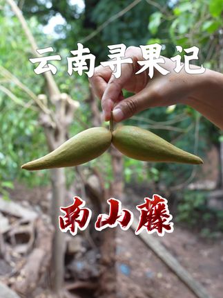 云南寻果记 长着一对“羊角”的奇怪野果南山藤,差点把试吃员送走。#植物科普 #南山藤#苦藤花#野菜#自然奇境科普季