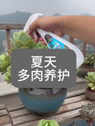 夏天天气炎热。#多肉 爱徒长,那就赶快给他喷一喷这个#矮胖素 #花卉绿植 #多肉植物 #好物推荐