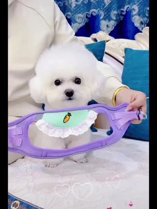 #宠物vlog #萌宠出道计划