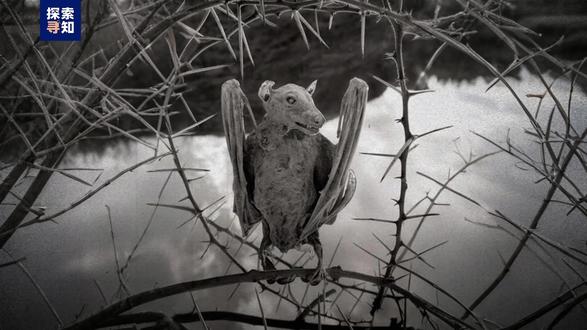 纳特龙湖石化动物的真相是什么,为什么这只鸟却安然无恙? #纳特龙湖 #科普知识 #探索地球 #涨知识 #地理科普