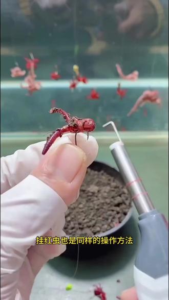 2024款新型全自动垂钓钓鱼野钓红虫蚯蚓上饵器活饵夹子多功能方便#红虫钓鱼 #红虫上饵器 #蚯蚓钓鱼