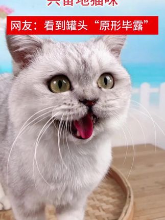 猫咪遇到金枪鱼罐头的表现#萌宠出道计划 #吃货猫 #萌宠