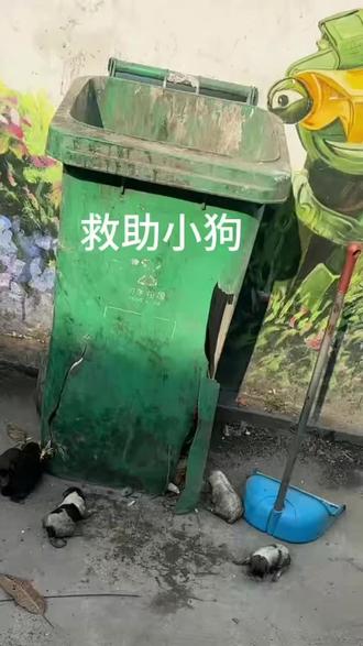 #宠物救助 #救助流浪狗 救了救了,目前活着挺好