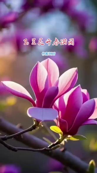 #玉兰花 #现代诗 | 满城春风来,玉兰花盛开。风有约,花不误,年年岁岁不相负。春暖花开,奔你而来,心存热爱,一路向阳,所有的美好如期而遇。#玉兰花开 #赏花🌸听歌🎶 #诗歌 @