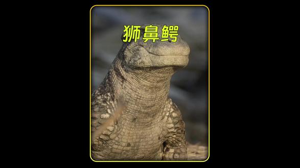 狮鼻鳄,体型虽然小巧,但却十分勇敢 #科普 #神奇动物在抖音 #抖音精选 #解锁精选云假期