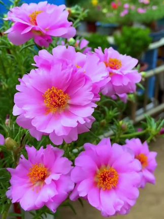 #重瓣太阳花 #爱生活爱养花 #花草绿植盆栽 #绿植推荐 #花卉绿植