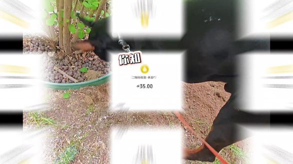 狗狗为什么喜欢刨坑? 其实这不是调皮,是它们刻在骨子里的本能。为了藏起心爱的零食、寻找凉爽舒适的地方,也为了发泄多余的精力、缓解无聊。每一次认真刨土,都是小狗最真实的表达,简单又纯粹,充满属于它们的小快乐。#宠物迷因 #盘点动物迷惑行为 #动物界的绝活 #动物奇妙行为 #搞笑动物科普