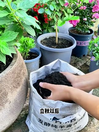 花卉蔬菜茁壮成长的秘密肥料! 立秋后养花种菜就要施肥了,羊粪肥好帮手,肥力大不烧苗,同时还能改良疏松士壤#羊粪有机肥#羊粪#内蒙古羊粪有机肥#果蔬专用#厂家发货