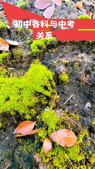 初中各科与中考的关系
1、数学差的,中考基本考不上重高,数学是择校的门票,不管是小升初,还是中考,亦或是高中,都一样,数学是当之无愧的第一王牌科目,要想考上重点高中,数学需要115分左右。
2、英语差的,考个普高都费劲,英语是提分最容易的科目,是保底科目,有些孩子八年级上学期英语就成为缺科了,从此再也不想学习,英语就去背单词,练听力,学语法,刷阅读,背作文。
3、语文差的,对大多数人来说,语文拉不开差距,语文就日常背一背,写一写,记一记就得了,其实语文是长时间积累的,想在一年补好是不可能的,但中考语文需要超过100分。把时间用在数理化,用在英语上面,性价可能会比更高。
4、物理差的!物理就力学、电学有点难度,八年级很简单,九年级可能会难点,但比起高中物理,真的是太简单了。先把概念背会理解,最好能自己把图画出来,养成画图的习惯,物理的那些概念就会越来越清晰。
5、化学差的!是理科但必须背。化学就酸碱盐这块有点难度而已,九年级化学真没有那么难,只不过要记的东西太多,太琐碎而已,所以你就去记方程式,记实验步骤,记反应条件,多记多刷题就行了,在中考时,化学是最容易得满分的科目。
6、小四门差的,就是两个原因:一个是懒,不背,一个是不理解死记硬背。这四门学科要从小培养兴趣,上课认真听,多发言,要把知识体系用在平时而不是考前突击!四门在中考里政治和历史失分最高。坚持背,背课本背考点,像这种背诵类的科目,只要勤快点,成绩就不会差。#漫威蜘蛛侠2怎么在空中玩手机 #我的摄影日记 #登龙剑 #浪花骑士优菈劳伦斯 #解压盘核桃入口