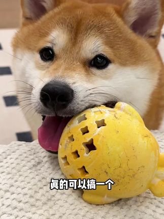 就这个漏食小鸡,我家狗子根本咬不烂玩不腻,给你家的也试试吧! #养狗经验分享 #狗狗玩具 #养狗人 #漏食玩具