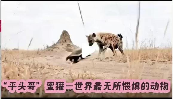 蜜獾🦡~世界上最无所畏惧的氻物