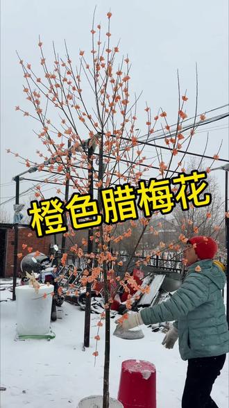 腊梅花太好看了雪天更配呦#腊梅花 #记录真实生活 #我的乡村生活 #农村生活 #年味