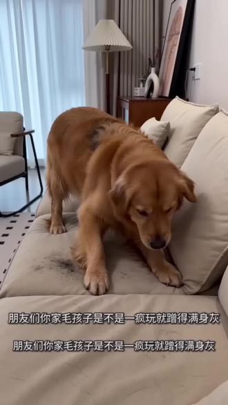 这款宠物沐浴露,泡沫绵密温和,清洁力适中,适合各类犬猫使用。整体质地细腻易冲洗,洗护后毛发柔顺,日常使用方便省心。无论是日常居家,还是宠物清洁护理,都是贴心趁手的好物。#宠物沐浴露 #狗狗香波 #猫咪浴液 #宠物清洁 #居家好物