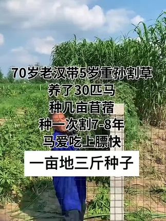 #紫花苜蓿 #耐寒牧草 #猪马牛羊鸡鸭鹅兔鱼虾蟹都适用