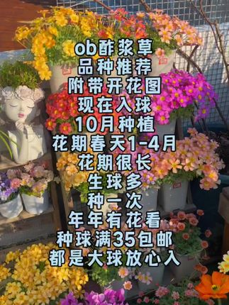 又到了入晚花ob酢浆草的季节 养过的一些好看的品种图很美 #酢浆草 #酢浆草种球 #晚花酢浆草 #ob酢浆草 #酢浆草品种推荐