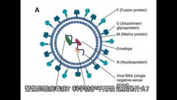 警惕尼帕病毒病!科学防护不用怕