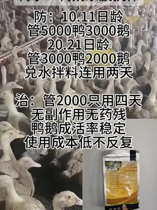 厂家直发鸭鹅浆膜抗体#肉鸭养殖 #麻鸭 #番鸭 #养鹅技术分享 #狮头鹅