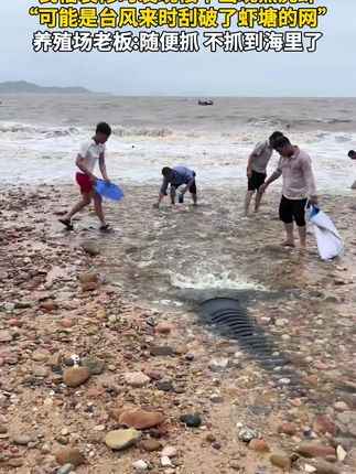 民宿装修时发现楼下出现黑虎虾,“可能是台风来时刮破了虾塘的网”,养殖场老板:随便抓,不抓到海里了。
