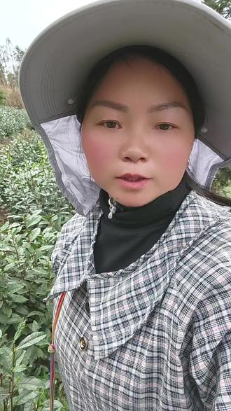 🌱茶园里的春天藏在哪?看这双沾满茶香的手!👐 每片嫩芽都带着大山的味道~✨ 你知道手工采茶有多治愈吗?🥰