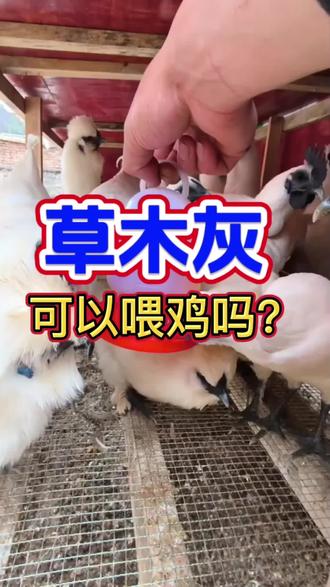 草木灰喂鸡#养鸡#养鸡人#养鸡小妙招 #三农