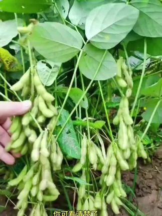 毛豆可四季种植,#毛豆