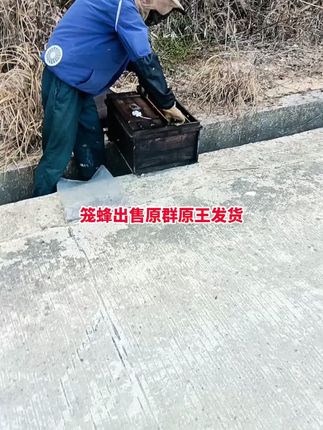 笼蜂出售原群原王发货#中蜂养殖 #养蜂人 #蜜蜂 #蜜蜂养殖 #土蜂养殖