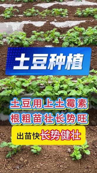 土豆用上土霉素 根粗苗壮长势旺#农村 #农民 #三农 #土豆#洋芋 #马铃薯 #种植 #农资 #农技#肥料 #化肥 #新农人 #复合肥 #土豆种植 #农业知识 #农业种植 #服务三农#土豆施肥#土豆高产管理