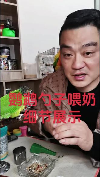 手把手教你怎么用勺子跟鹦鹉喂奶,注意细节#小太阳鹦鹉喂奶#小太阳断奶准备#怎样用勺子给鹦鹉喂奶