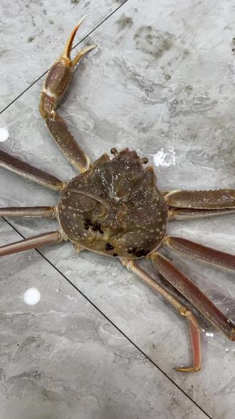 你吃的螃蟹有蟹蛭吗#螃蟹🦀 #大海的馈赠 #蟹蛭 #松叶蟹