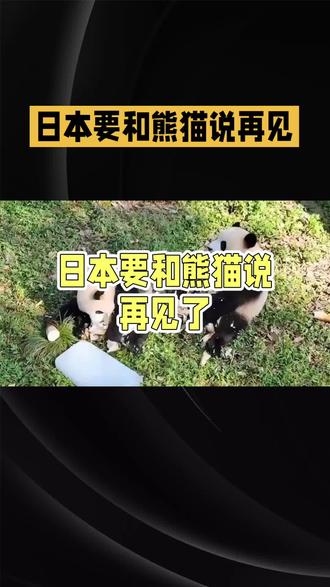 日本要和熊猫说再见了 最后2只下月回国#热点 #熊猫 #晓晓 #蕾蕾 #旅日熊猫回家